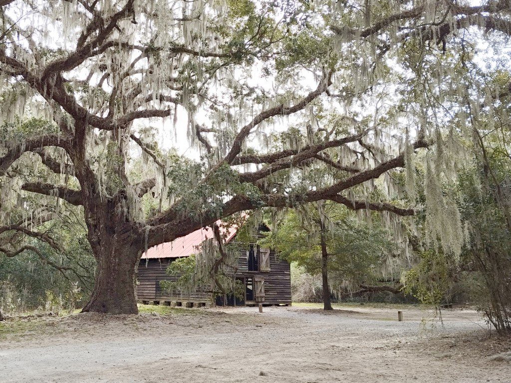 "Spanish Moss" on oak trees at McLeod Plantation Heritage Site