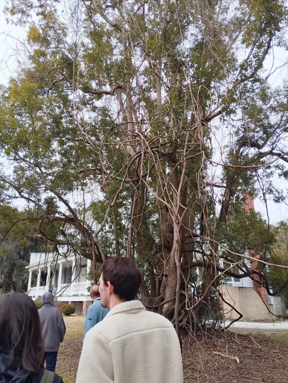 Camphor in front of the mansion at McLeod plantation