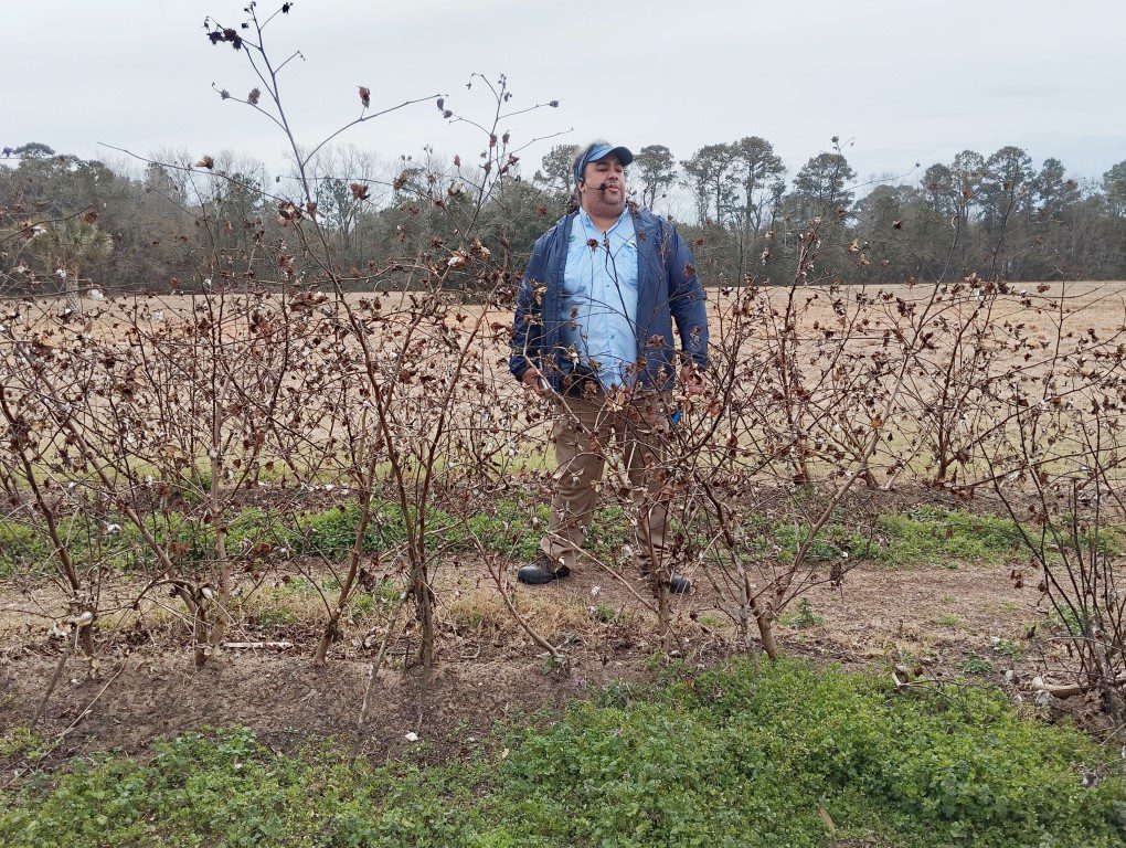 None of the sea island cotton exists today, this row of cotton was created for the tours on the McLeod plantation