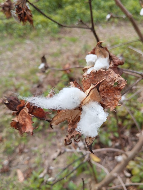 Tourists are able to bring home a little bit of the sea island cotton at McLeod Plantation