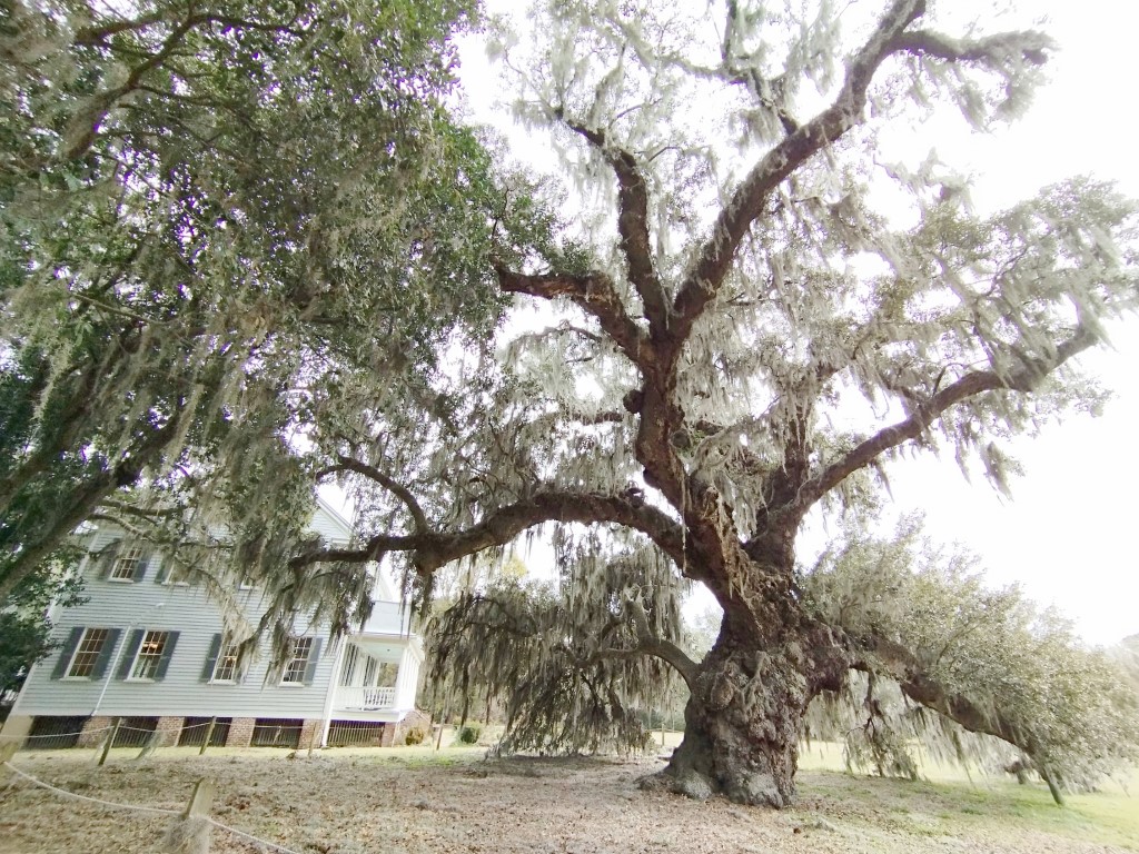 300 years old oak tree at McLeod Plantation known as the "Witness Tree"