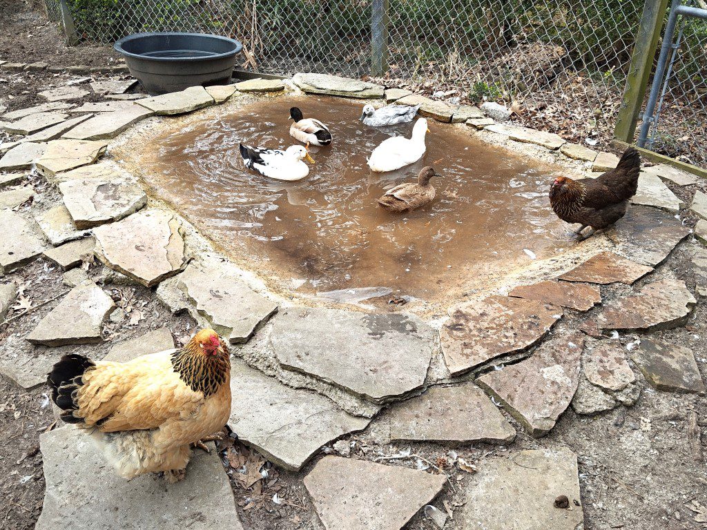 Magnolia Plantation Wildlife Center Ultra-Plump Chickens and Ducks