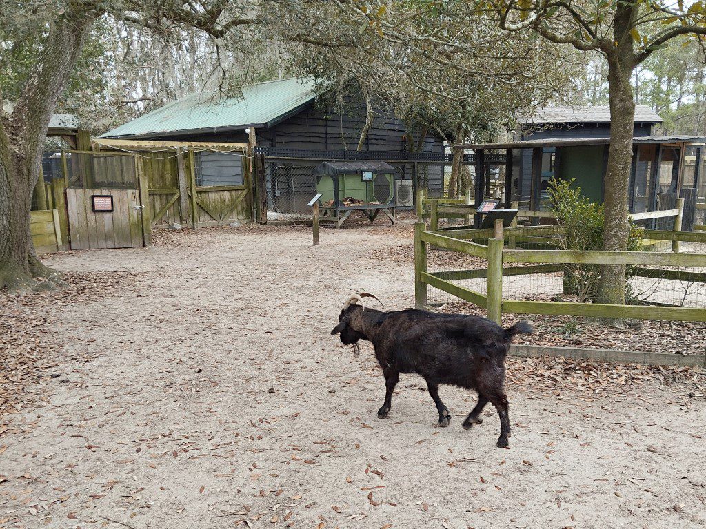 Magnolia Plantation Wildlife Center Free Roaming Animals