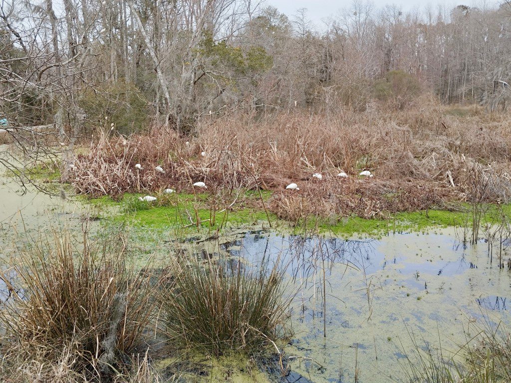 Magnolia Plantation Charleston Train Ride - Swamp