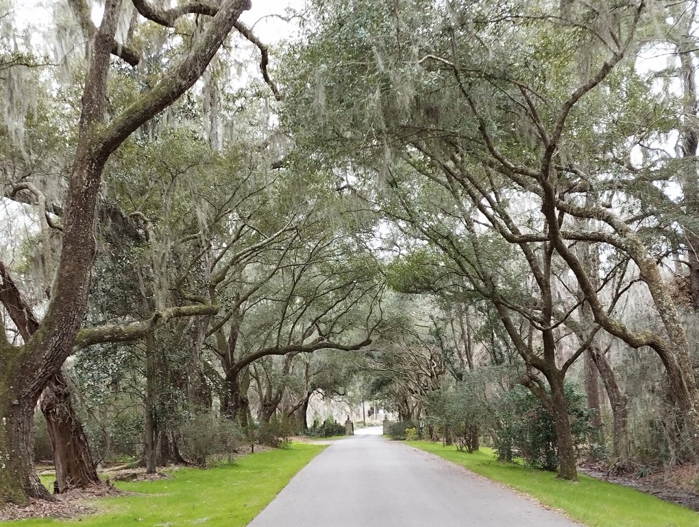 Beautiful row of trees with "Spanish Moss" (which are neither "Spanish" nor "Moss") in Magnolia Plantation Charleston
