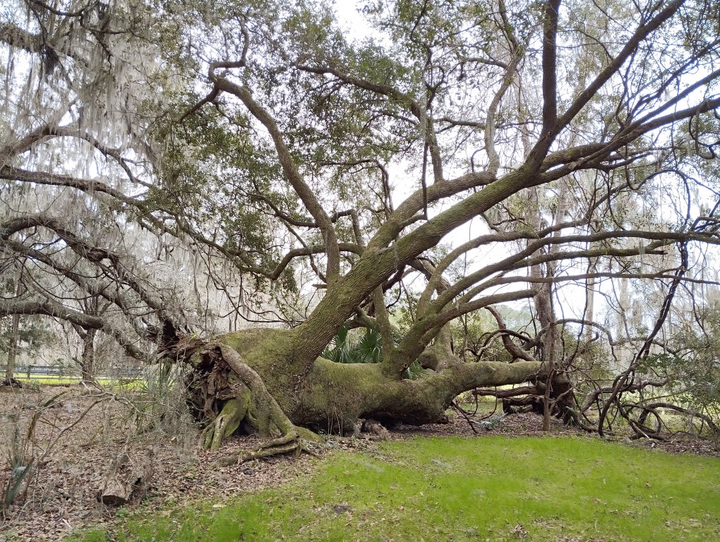 An old Oak Tree in Magnolia Plantation Charleston Review