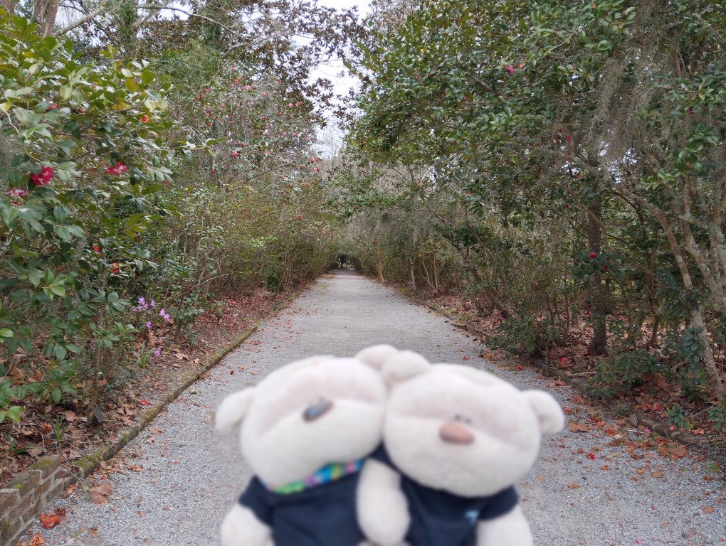 2bearbear at path next to the Ashley River in Magnolia Plantation Charleston