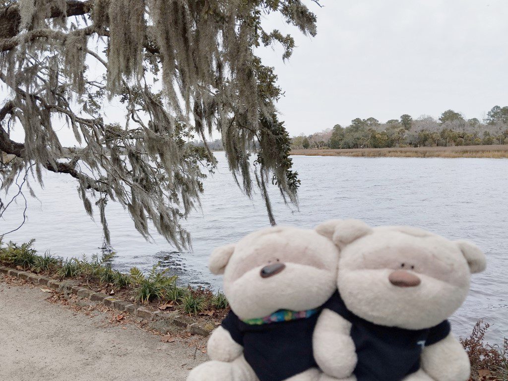 2bearbear at Ashley River of Magnolia Plantation Charleston