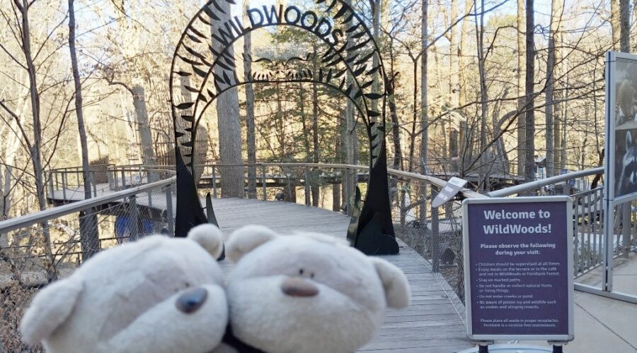 Wildwoods Forest in Fernbank Museum of Natural History Atlanta Georgia