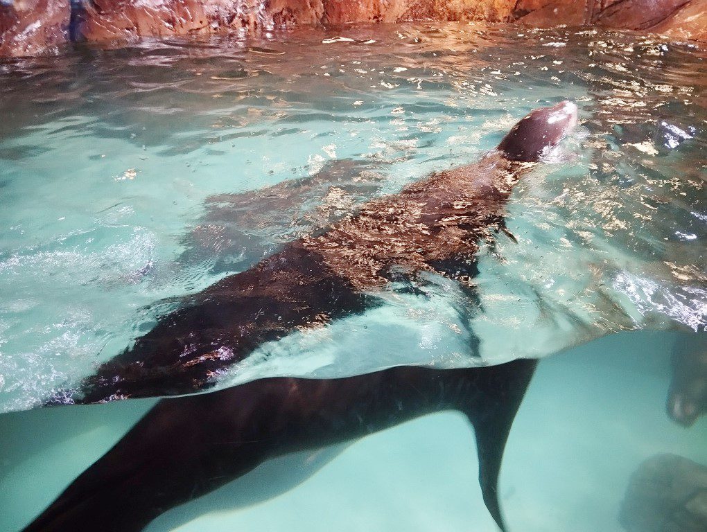 Sea Lions at Georgia Aquarium Atlanta