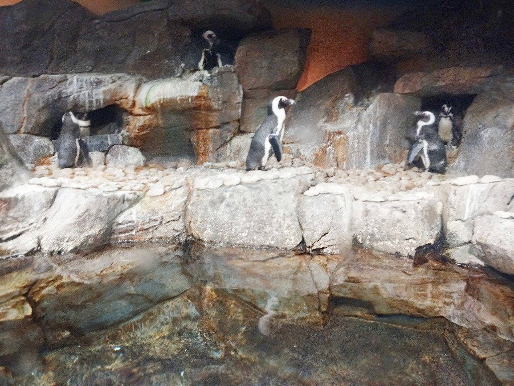 Penguin @ Coldwater Quest Georgia Aquarium Atlanta Review