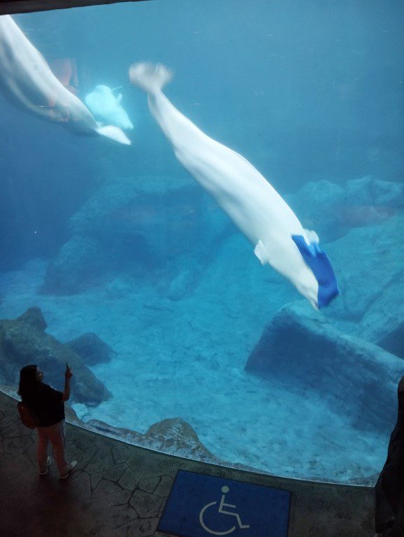 Beluga playing at  Coldwater Quest Georgia Aquarium Atlanta Review