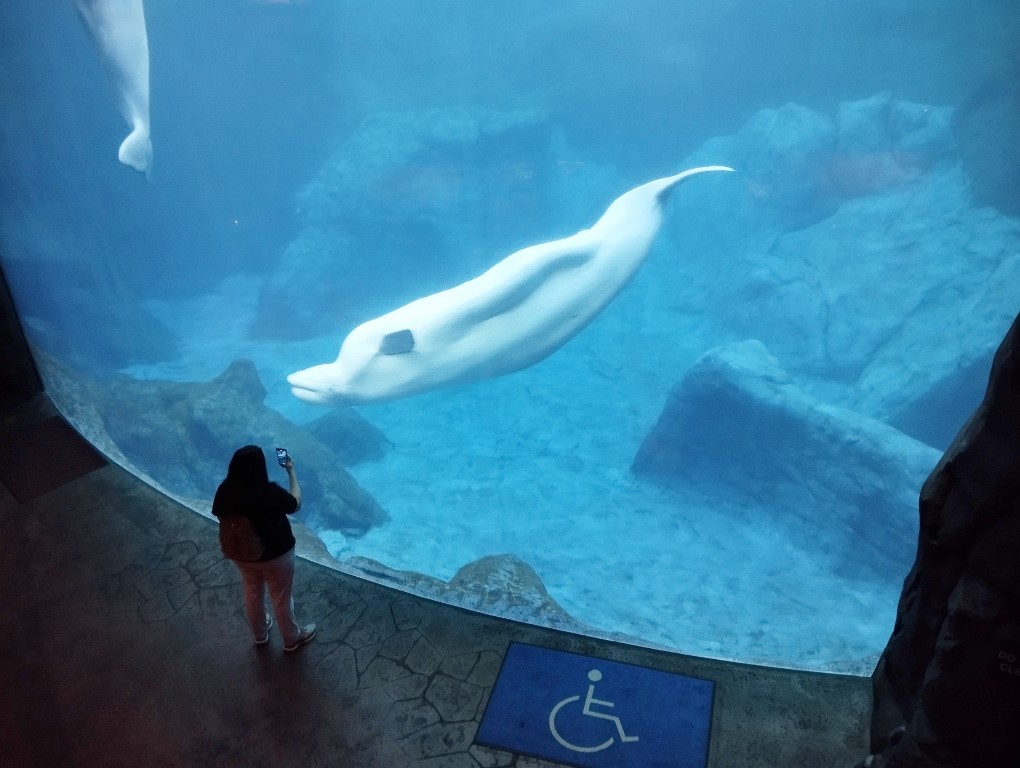 Beluga upclose at  Coldwater Quest Georgia Aquarium Atlanta Review