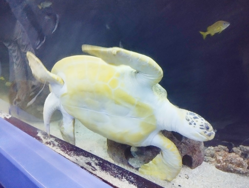 Giant Turtle at Ocean Voyager at Georgia Aquarium Atlanta