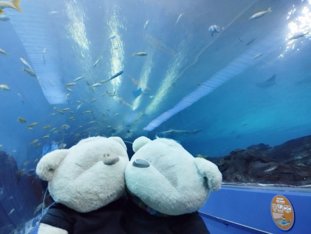 Tunnel at Ocean Voyager at Georgia Aquarium Atlanta