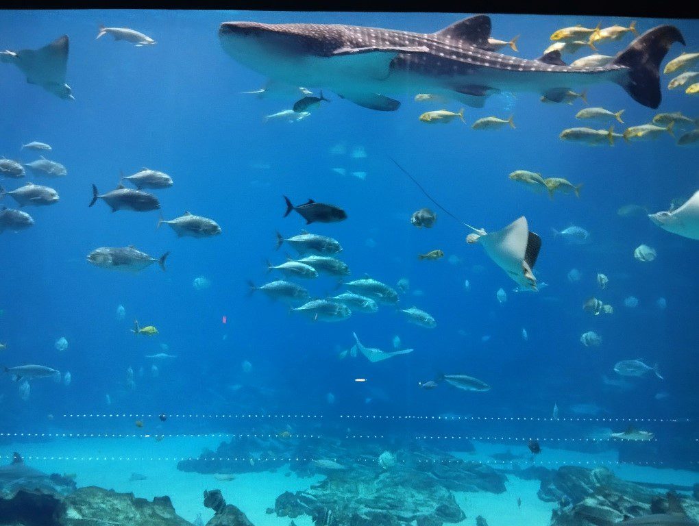 Whale Shark at Ocean Voyager at Georgia Aquarium Atlanta