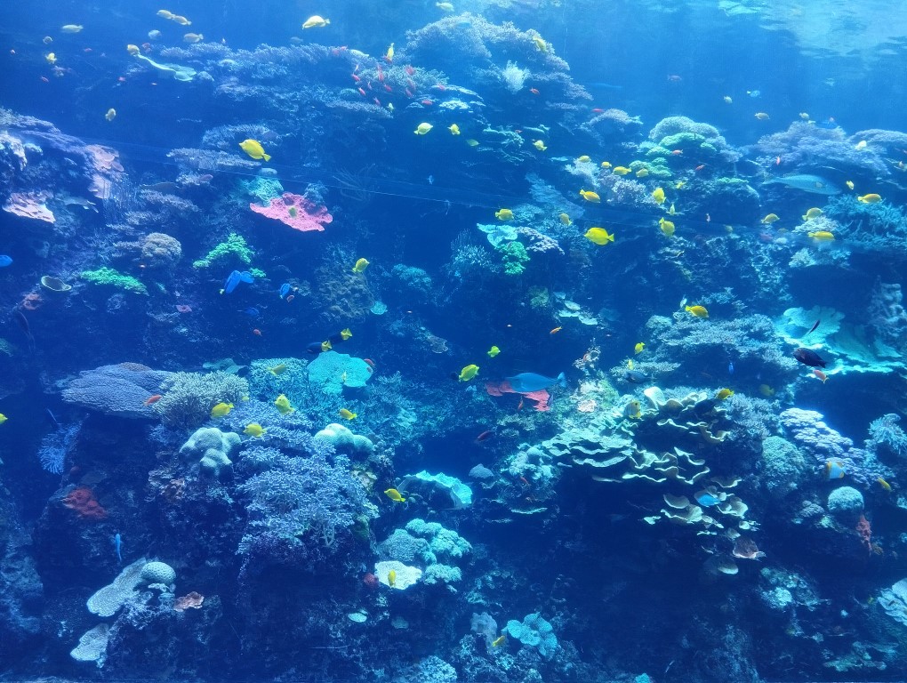 Tropical Diver Georgia Aquarium Atlanta Review - Colourful Reefs