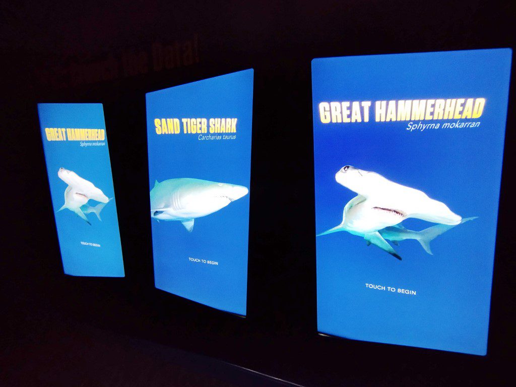 Sharks at Georgia Aquarium Atlanta Review