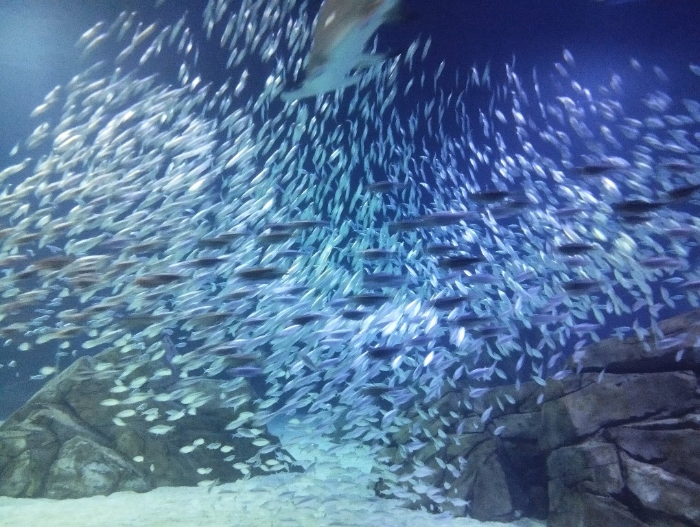 Fish scattering as sharks approach in Georgia Aquarium