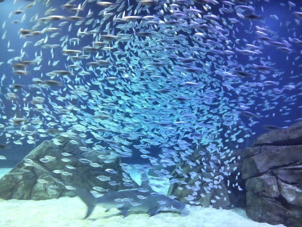 "Fish Tornado" in Georgia Aquarium Atlanta Review