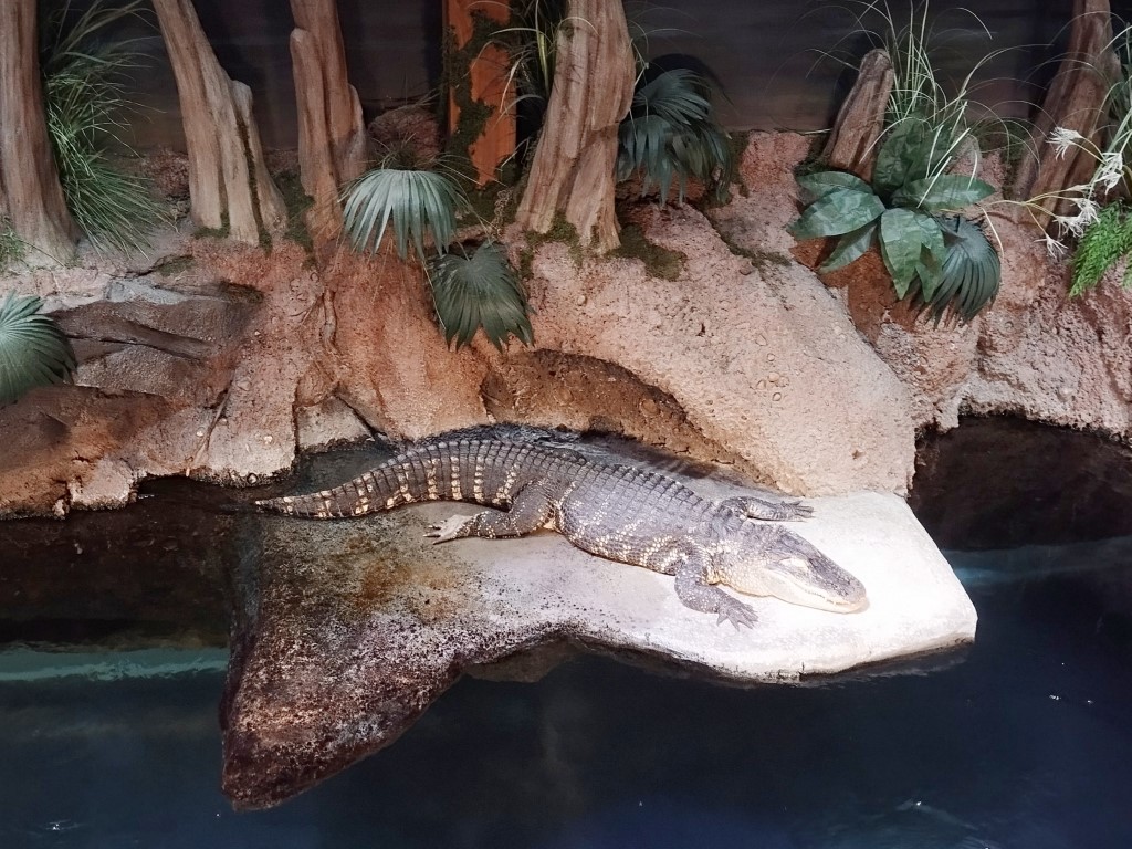 Alligator chilling out at Gator Crossing zone Georgia Aquarium Atlanta