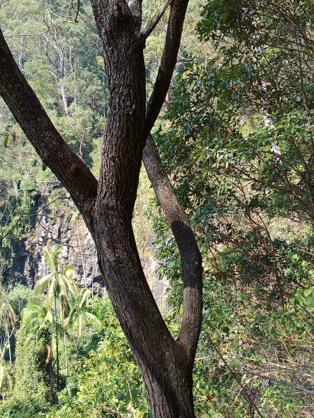 Tamborine National Park Queensland Cameron Falls