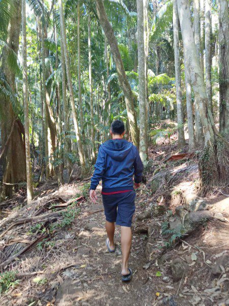 Hiking through the forests at Tamborine National Park Queensland Australia
