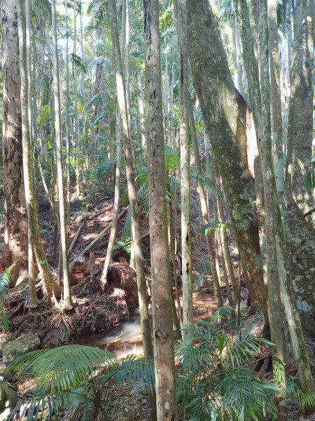 Forested path in Sandy Creek Circuit at Tamborine National Park