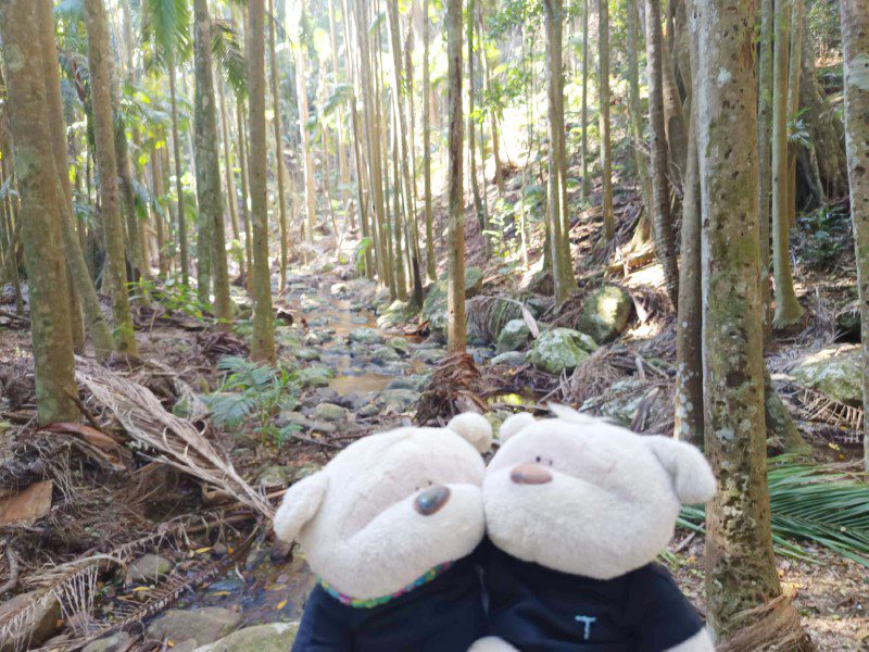 2bearbear walking through Sandy Creek Circuit at Tamborine National Park